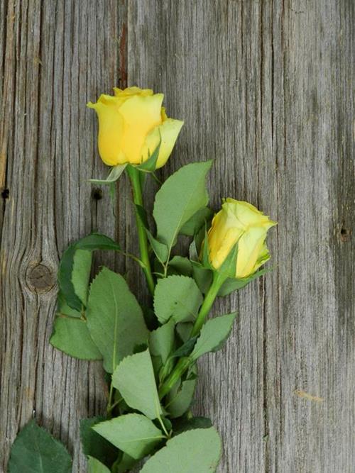 HIGH & EXOTIC  YELLOW ROSES